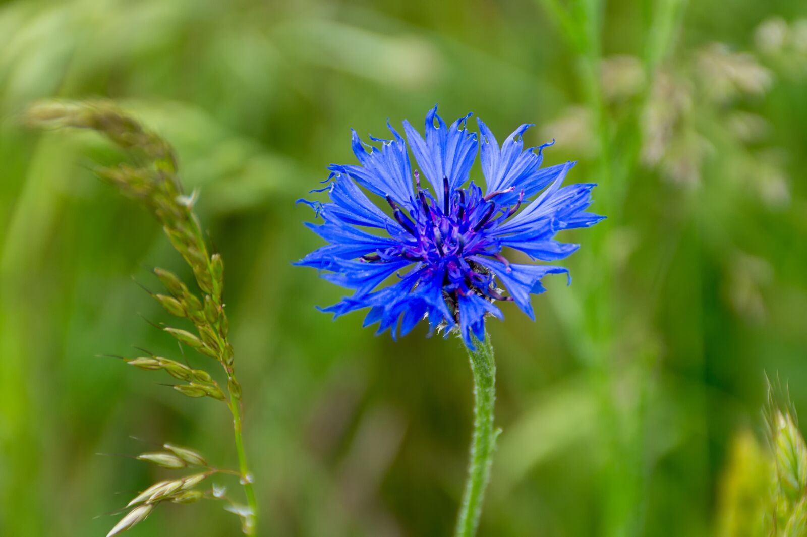 Sony SLT-A58 + Sony DT 18-200mm F3.5-6.3 sample photo. Pointed flower, blue, blossom photography