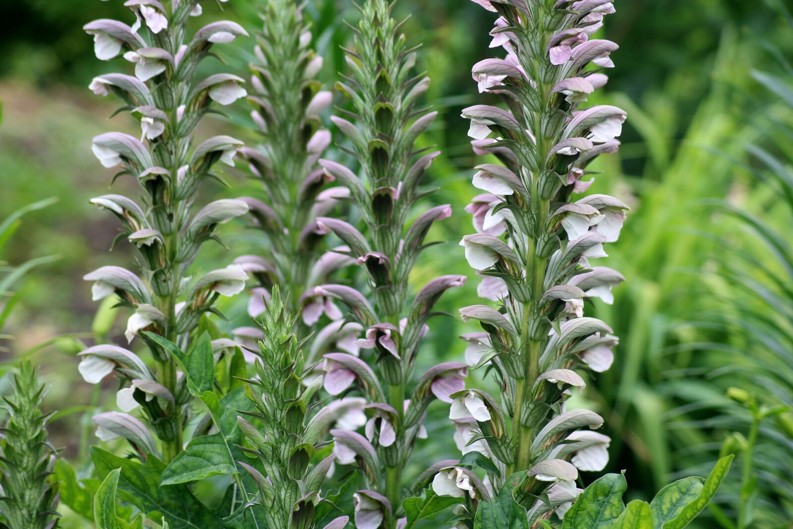 Canon EOS 1200D (EOS Rebel T5 / EOS Kiss X70 / EOS Hi) sample photo. Plants, acanthus, flowers photography