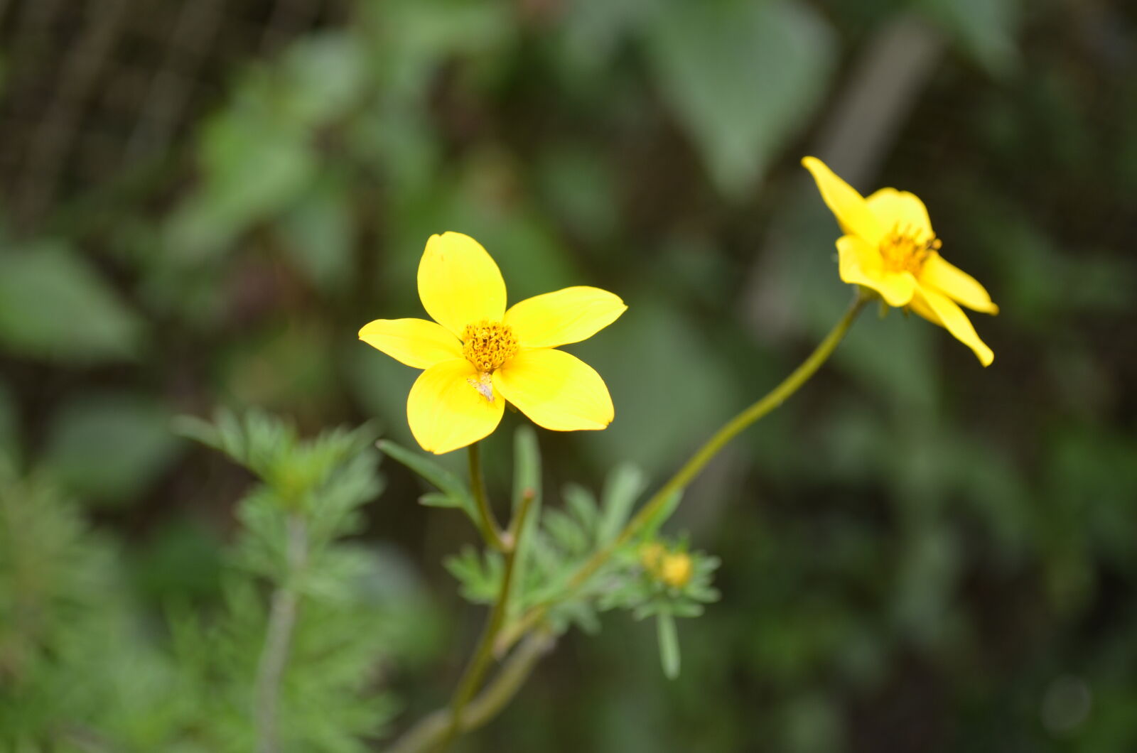 Nikon D5100 sample photo