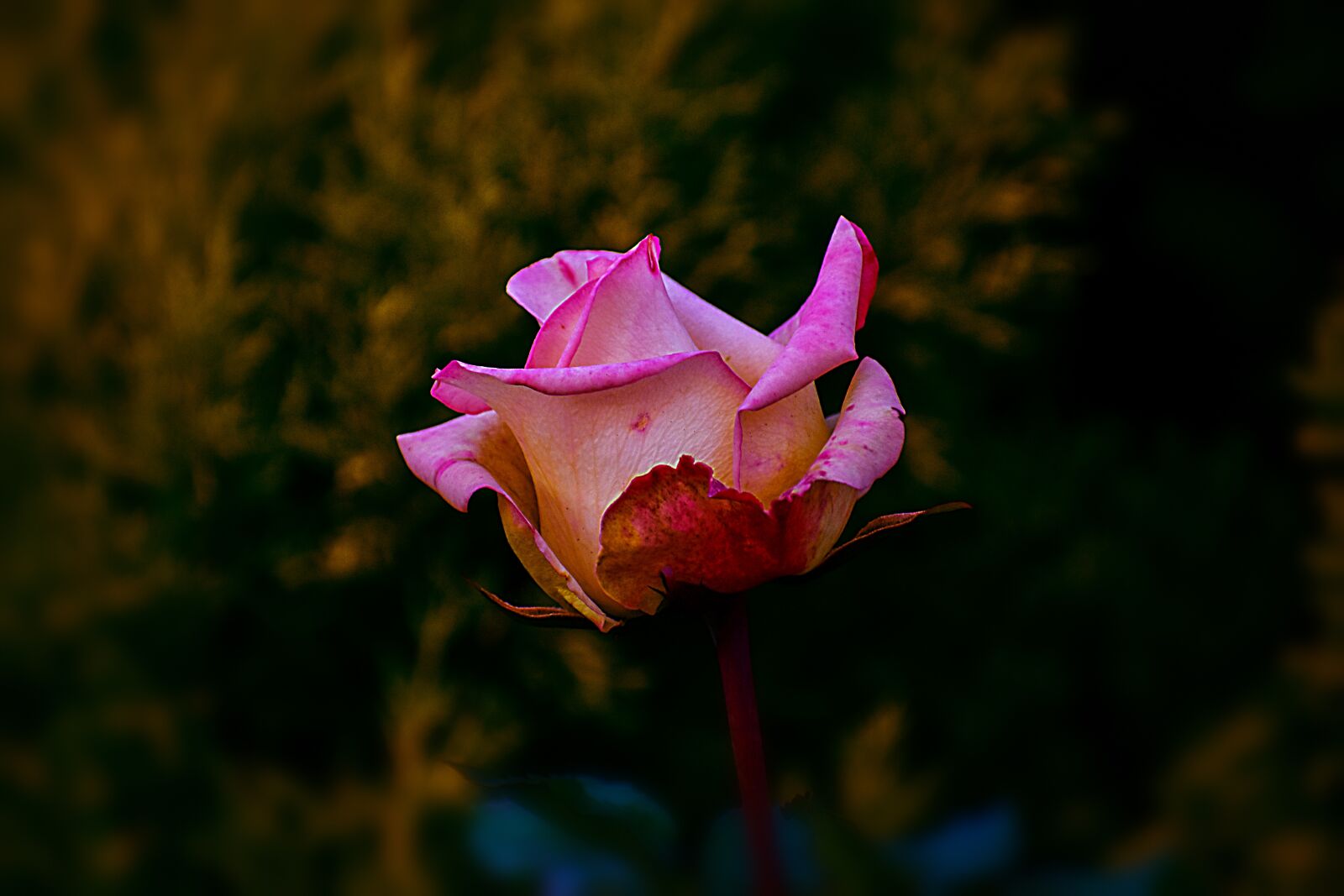 Nikon D3400 sample photo. Flower, nature, romantic photography