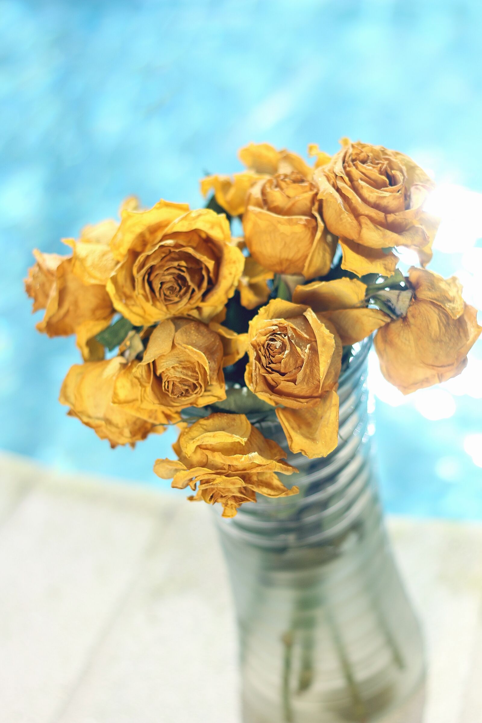 Canon EOS 70D + Canon EF 50mm F1.8 II sample photo. Flowers, roses, floral photography