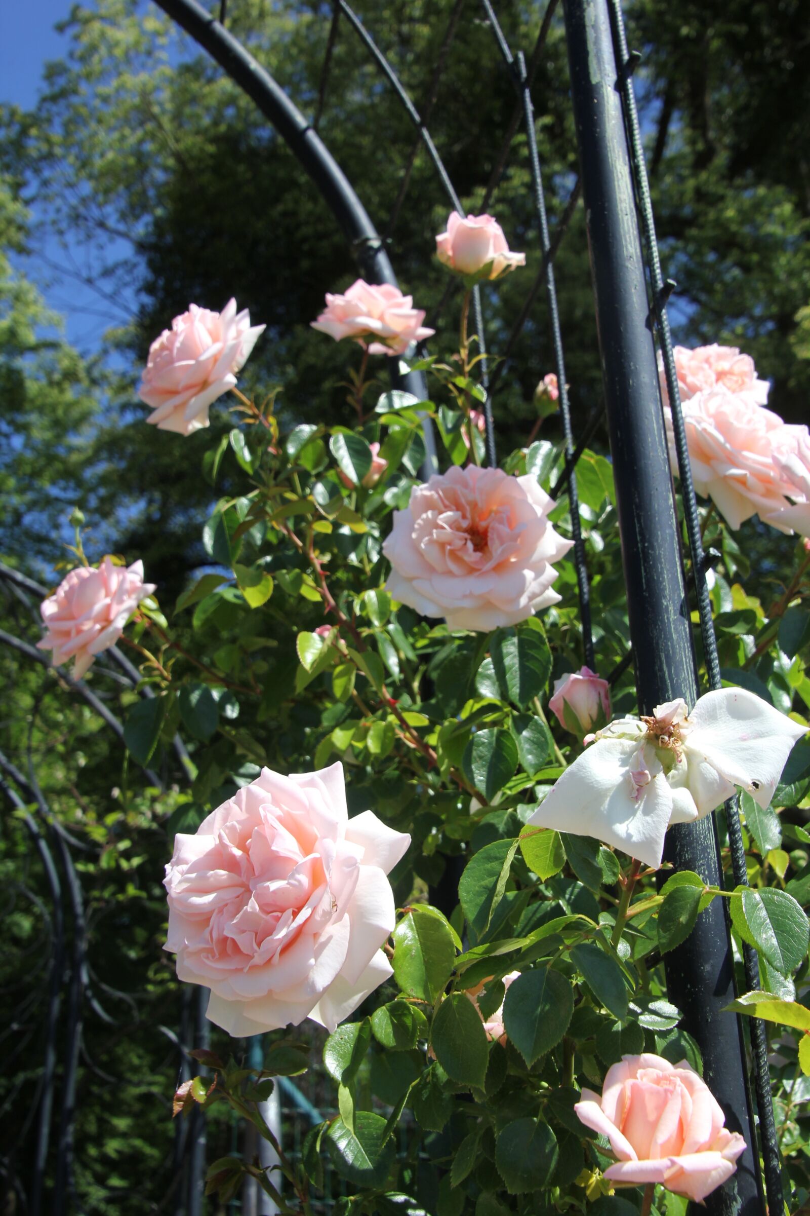 Canon EOS 60D sample photo. Roses, rose garden, flowers photography