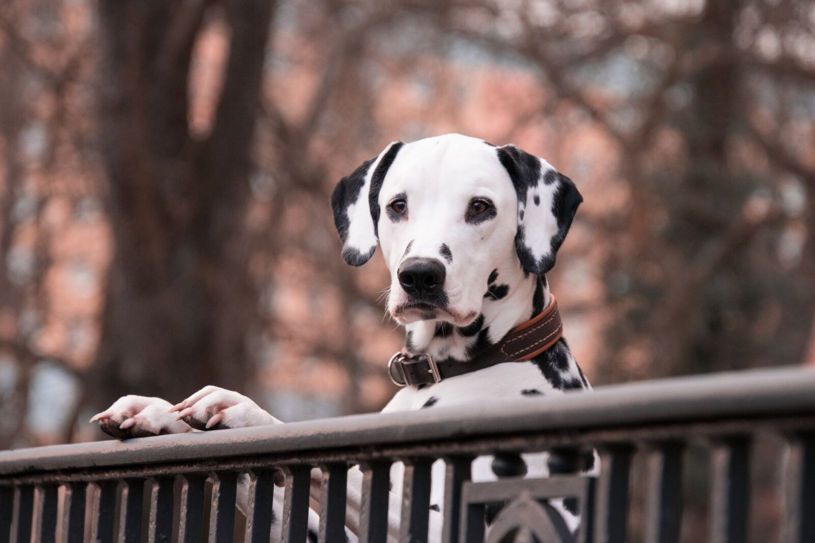 Nikon D3300 sample photo. Dalmatians, dogs, pet photography