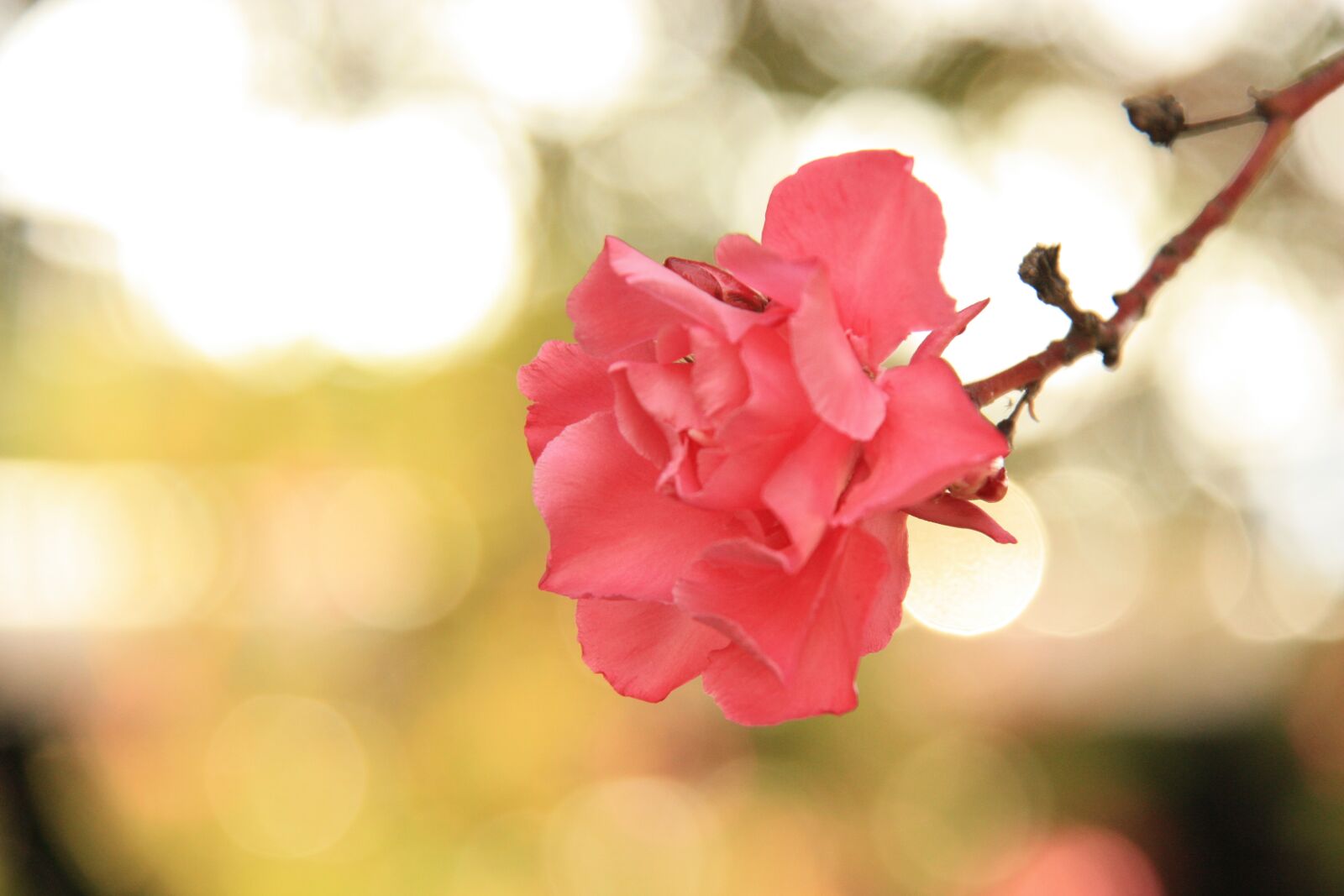 Canon EOS 450D (EOS Rebel XSi / EOS Kiss X2) sample photo. Flower, pink, nature photography