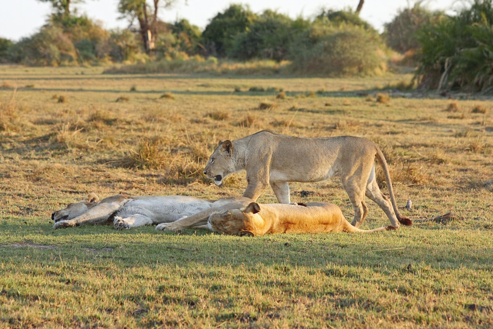 Canon EOS 40D sample photo. Lion, safari, africa photography