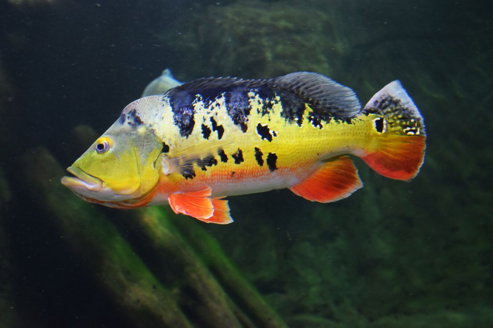Nikon D3300 sample photo. Fish, sea, aquarium photography
