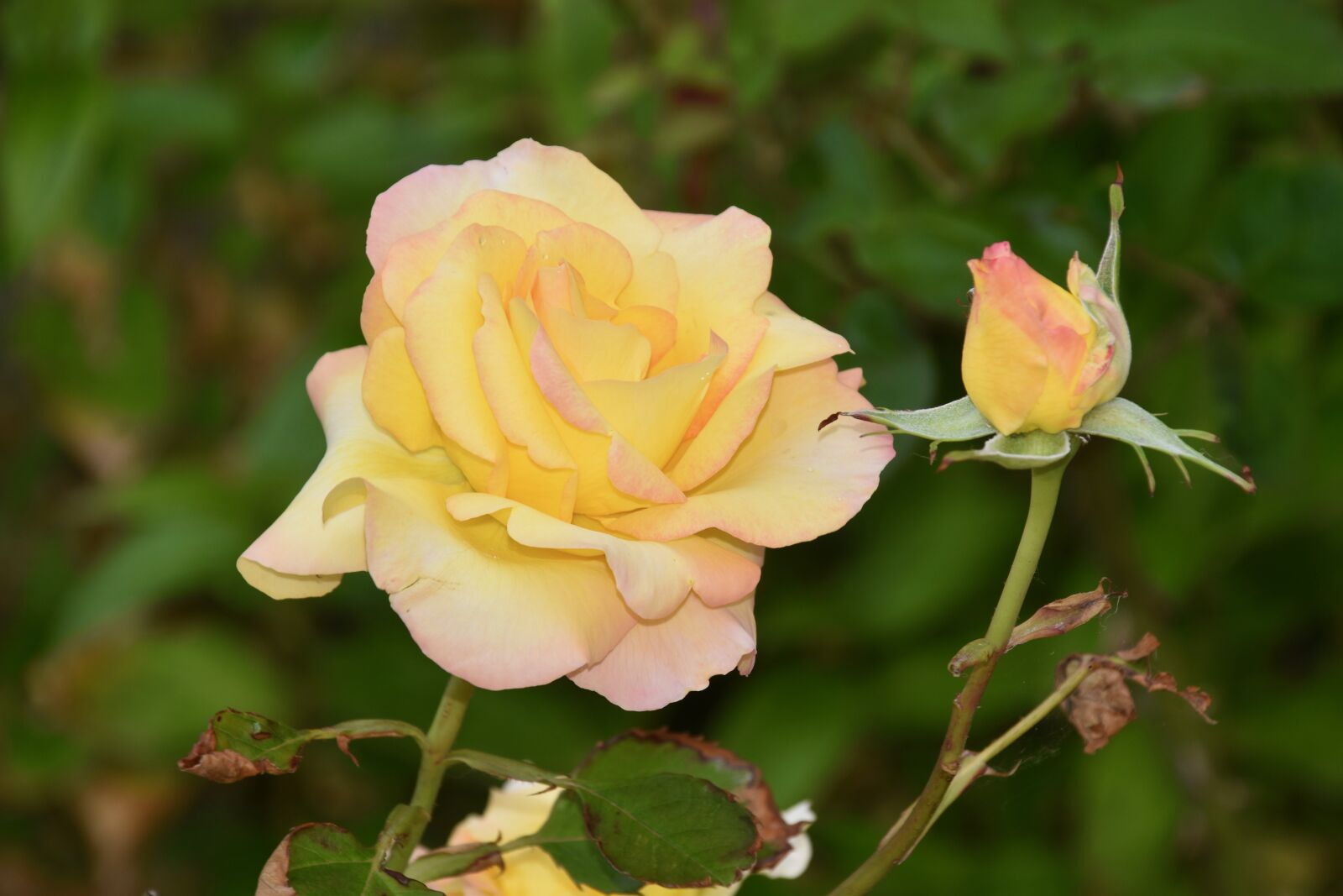 Nikon D5600 sample photo. Flower, pink, rose bud photography