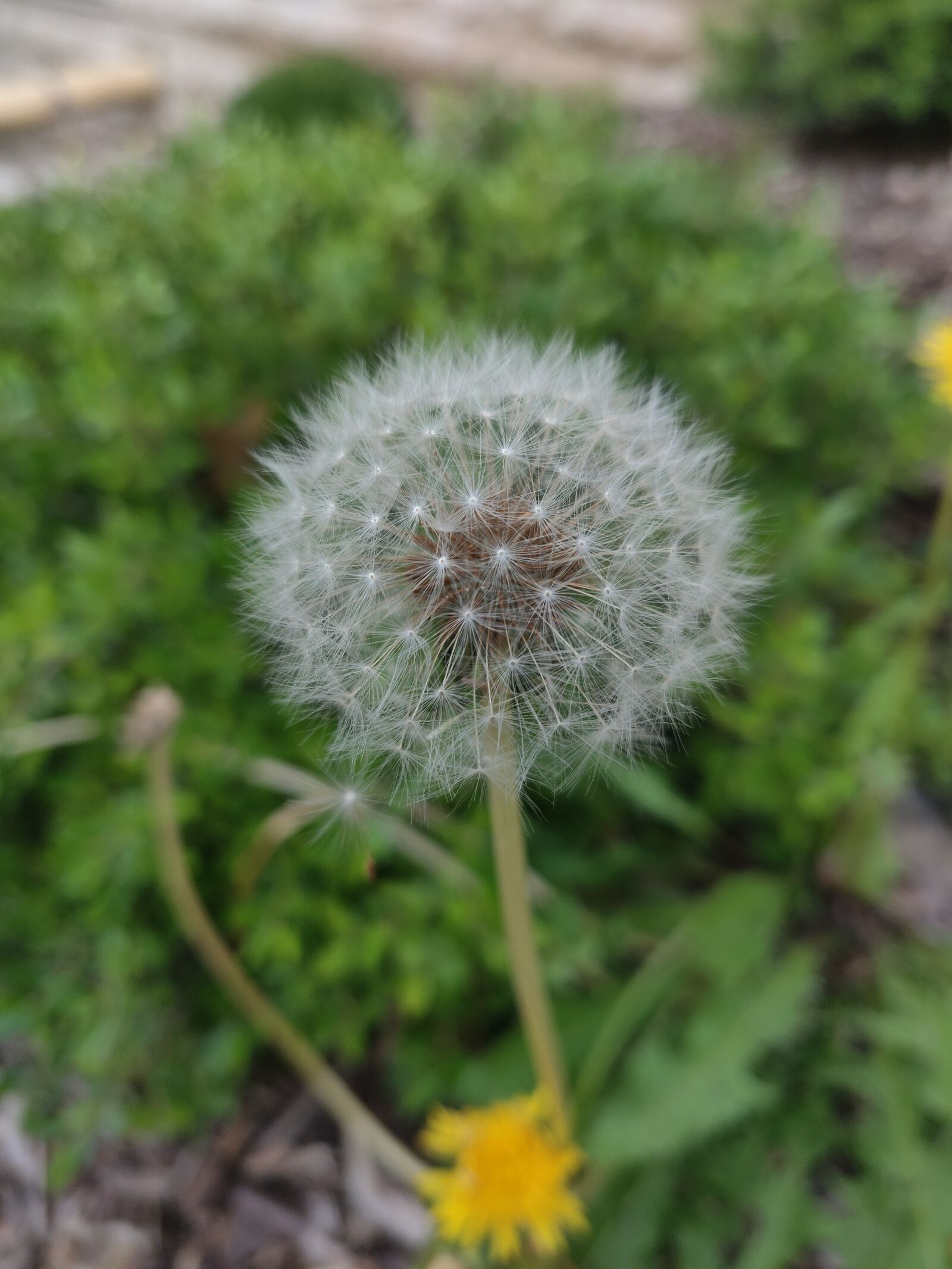 OnePlus 6T sample photo. Dandelion, nature, spring photography