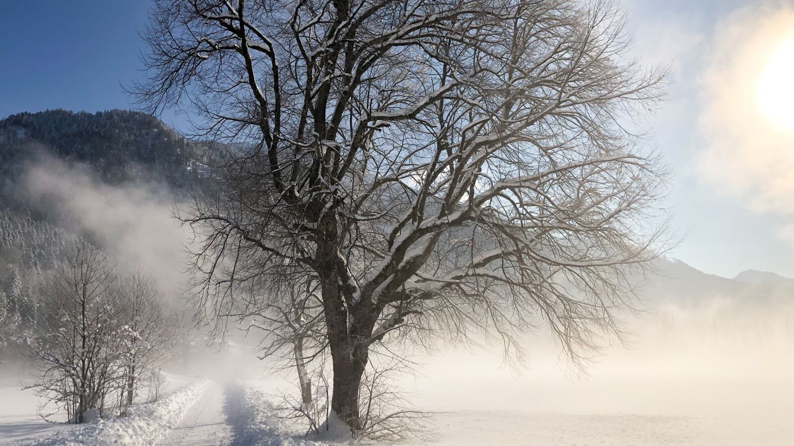 Apple iPhone 8 sample photo. Winter, snow, tree photography