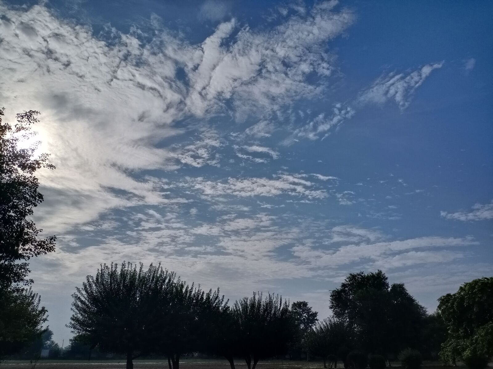 vivo 1907_19 sample photo. Nature, tree, sky photography