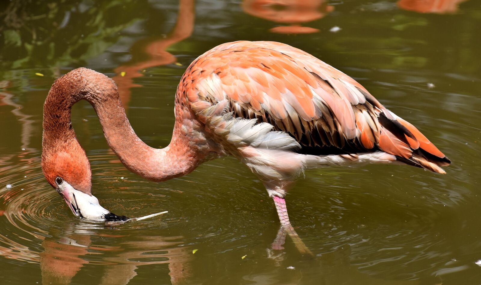 Nikon D7200 sample photo. Flamingo, bird, colorful photography