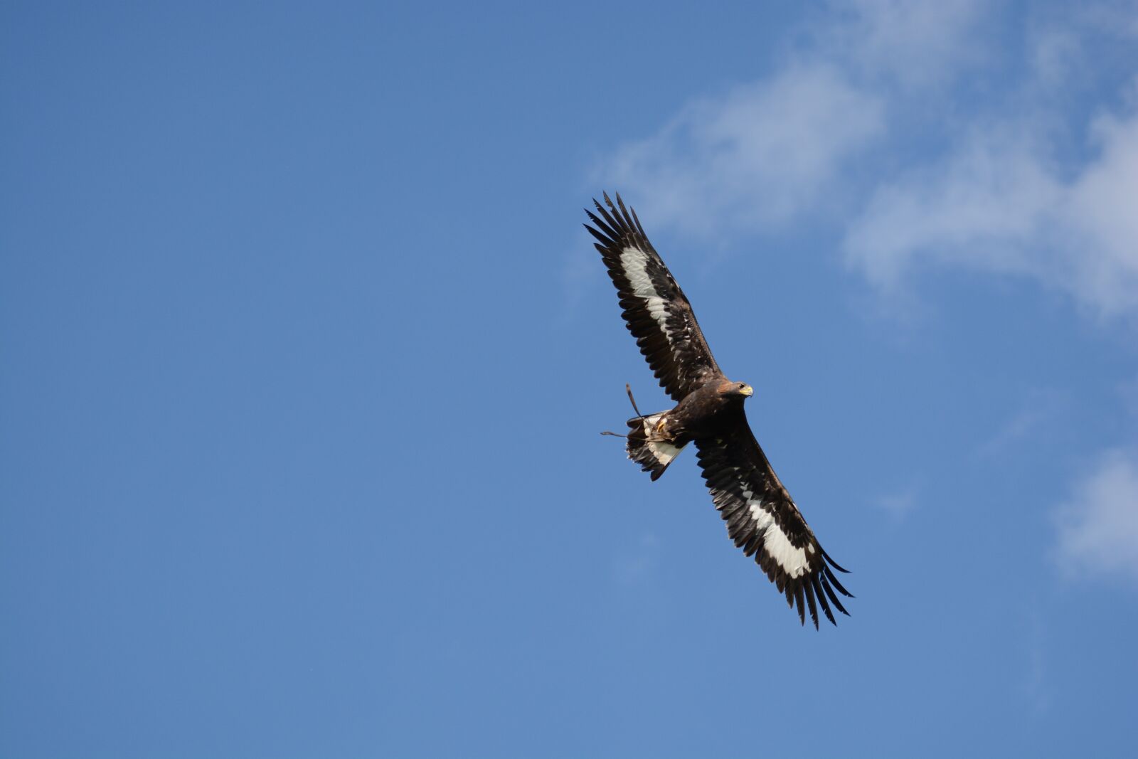 Nikon D5200 sample photo. Eagle, golden eagle, bird photography
