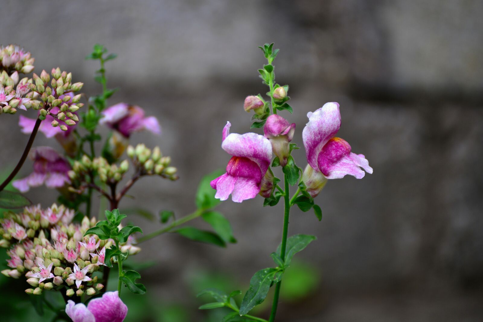 Nikon D610 sample photo. Loewenmaeulchen, antirrhinum, plant photography