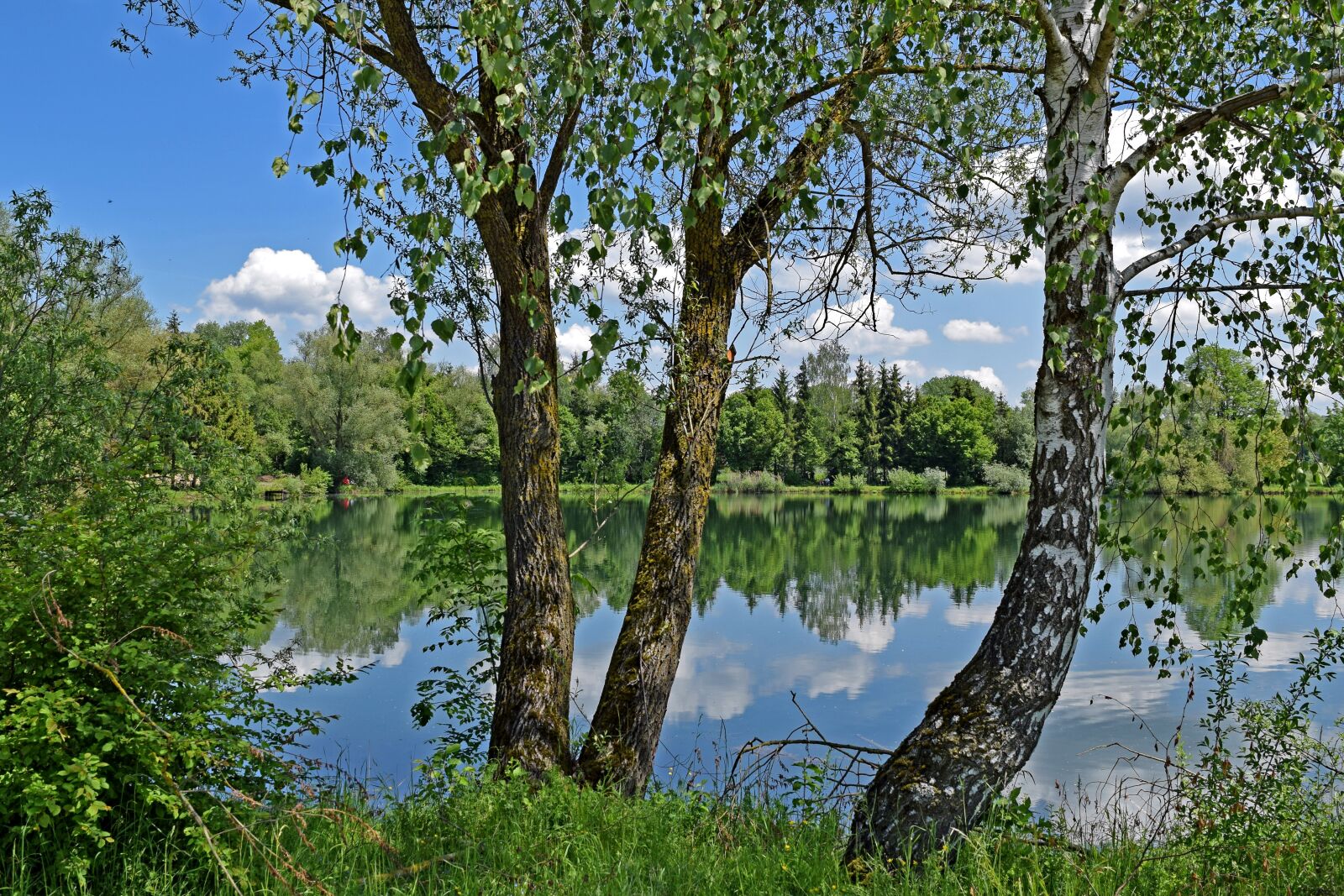 Nikon D3300 sample photo. Lake, birch, sky photography