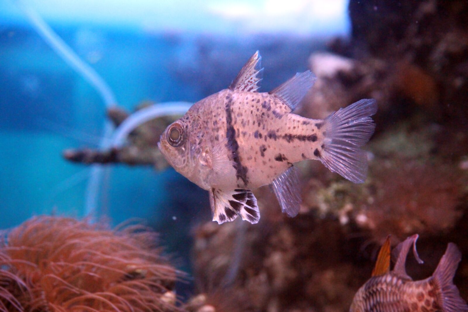 Originale Per Gruppo Otturatore Sostituzione Compo Otturatore Per Canon 650d Eos Rebel T4i Eos Kiss X6i - Foto 6