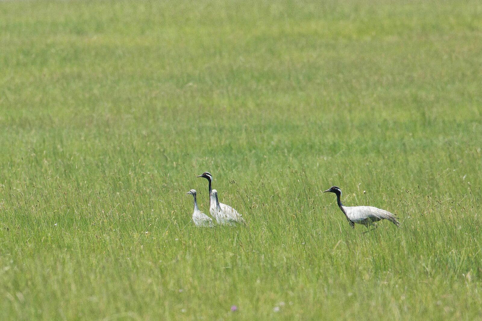 Canon EOS 5D Mark III sample photo. Bird, demoiselle crane, parent photography