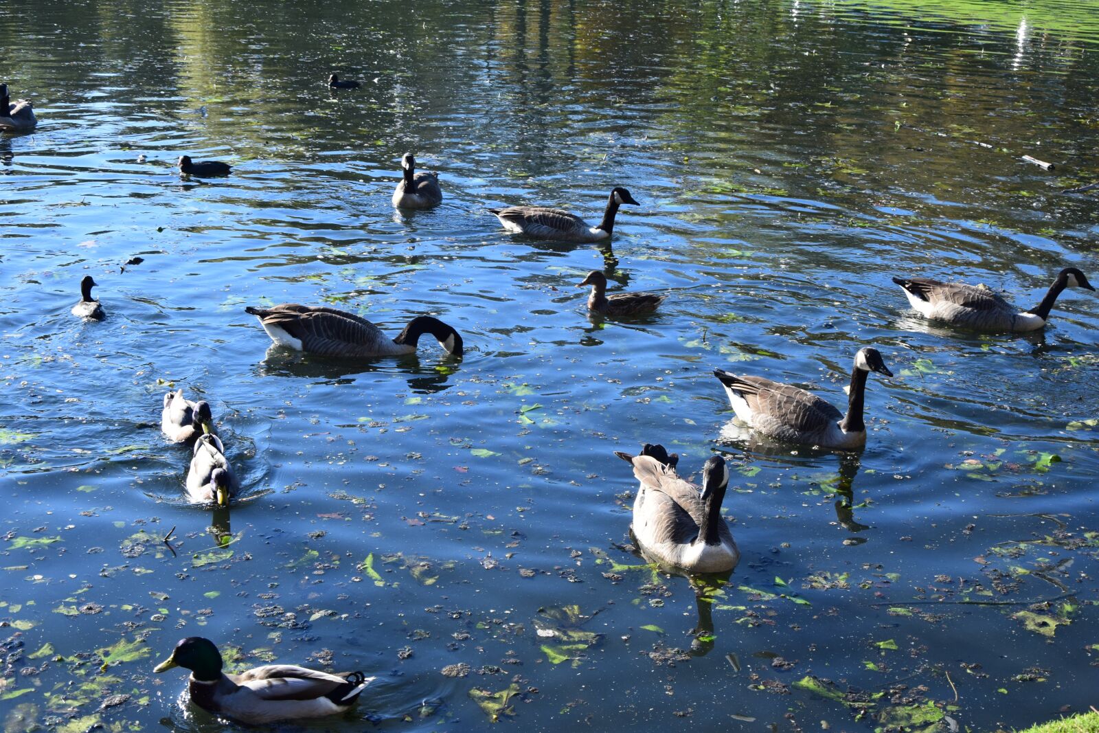 Nikon D5300 sample photo. Swan, rio, nature photography
