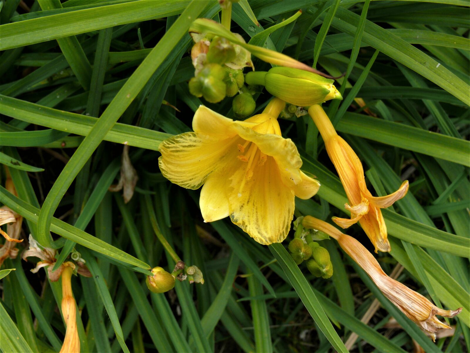 Panasonic DMC-FZ50 sample photo. Yellow daglelie, flower, bloom photography