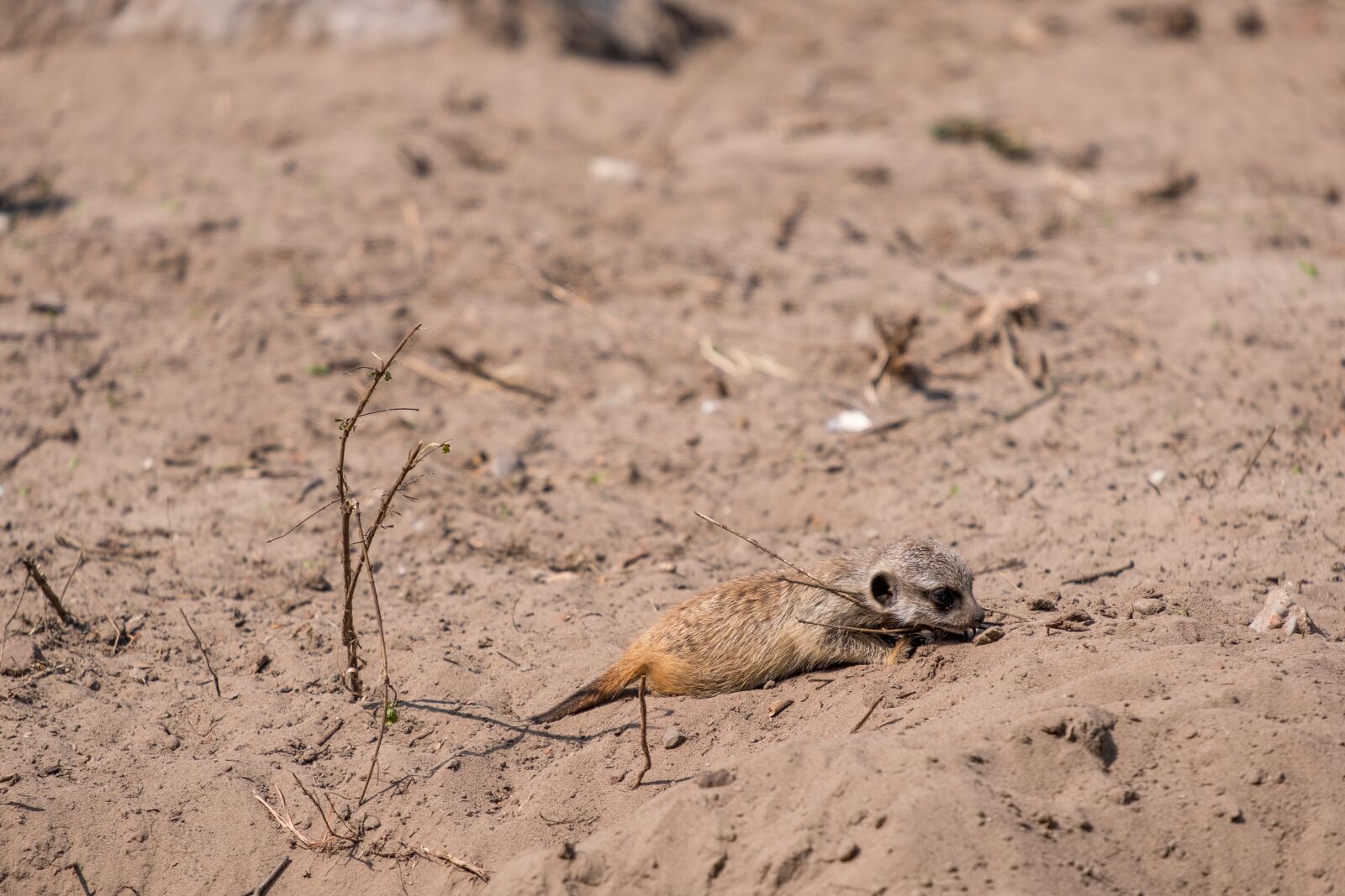 Fujifilm X-T2 + Fujifilm XF 55-200mm F3.5-4.8 R LM OIS sample photo. Meerkat, baby, young animal photography
