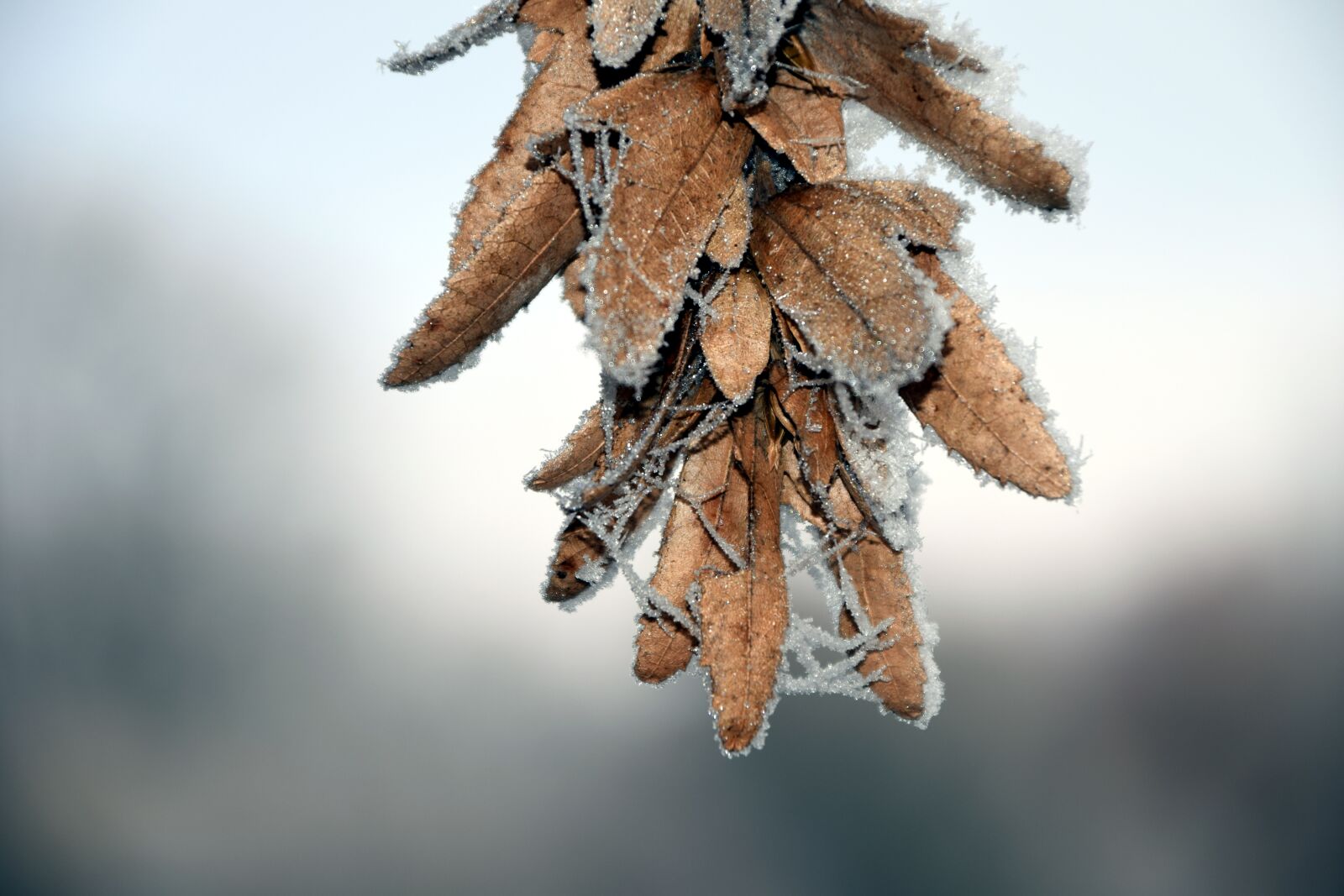 Nikon D3300 sample photo. Seeds, cold, frost photography