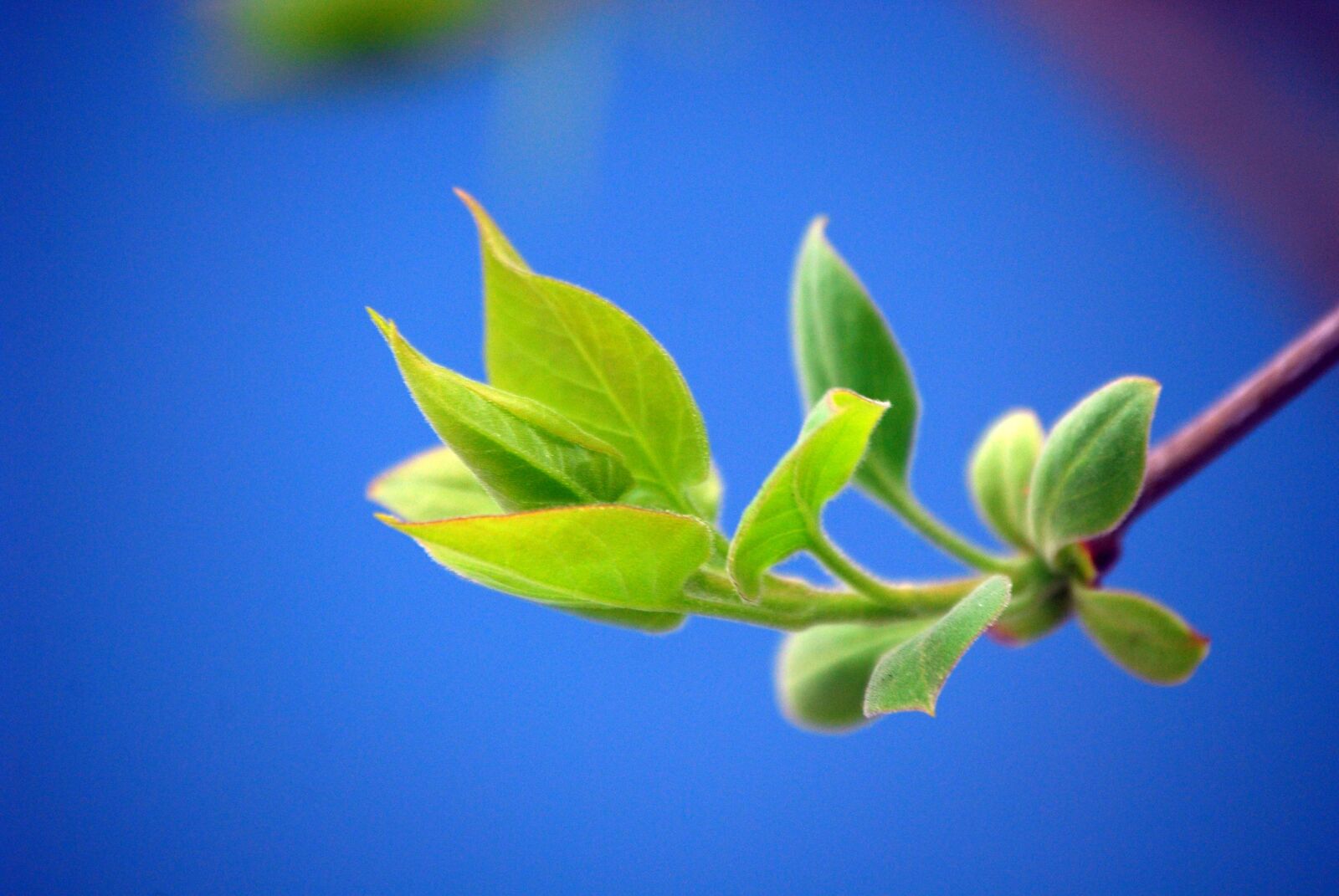 Nikon D60 sample photo. Bud, blue, green photography