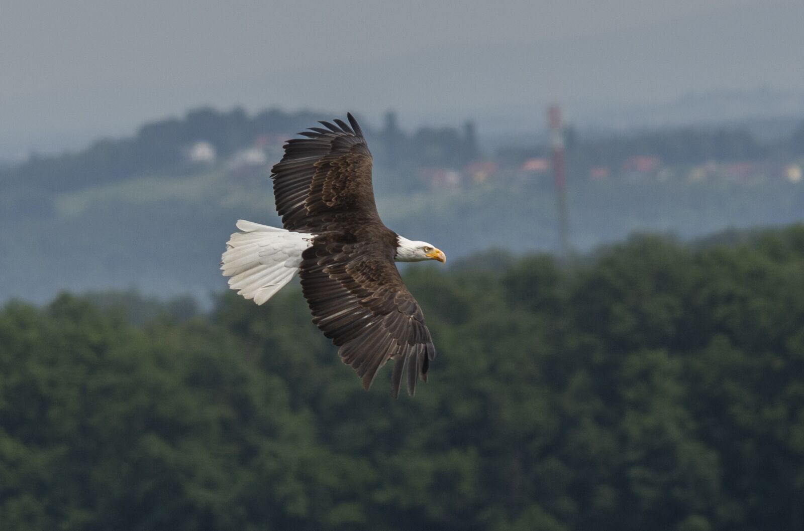 Nikon D7200 sample photo. White tailed eagle, adler photography
