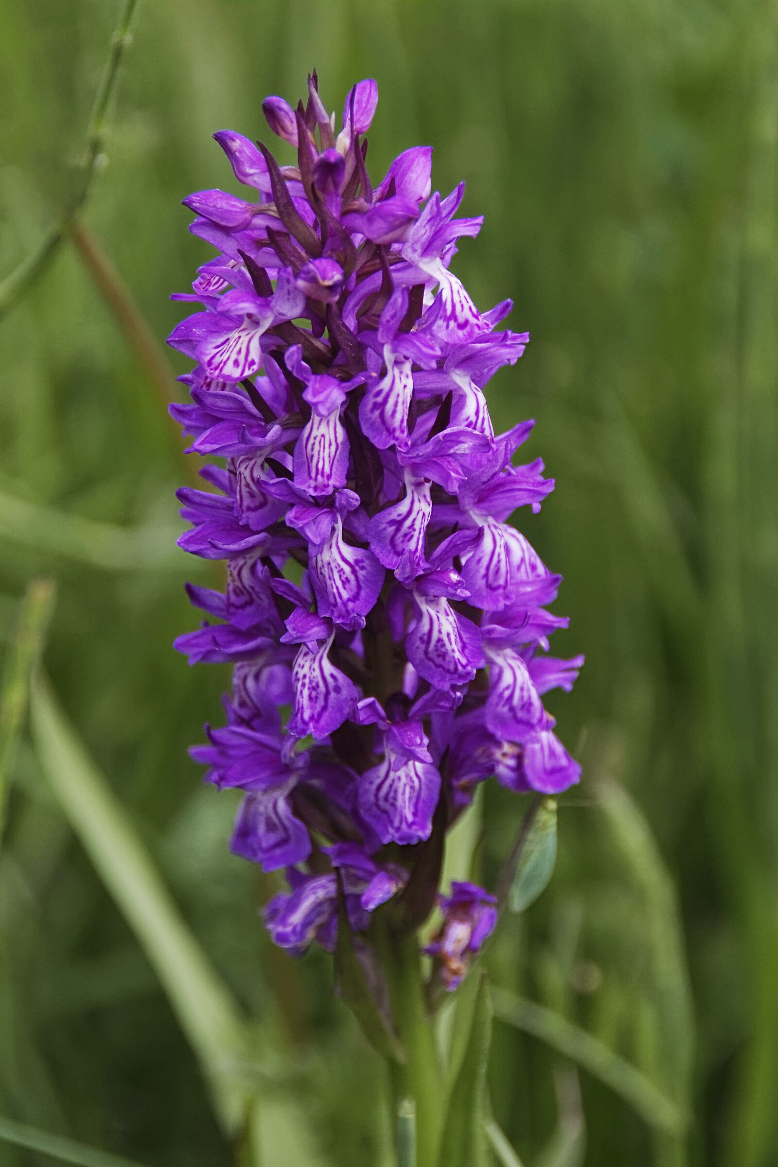 Nikon D500 sample photo. Flower, blossom, bloom photography