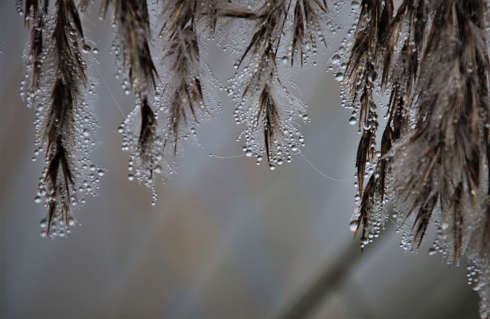 Canon EOS 80D sample photo. Grass, glow, droplets photography