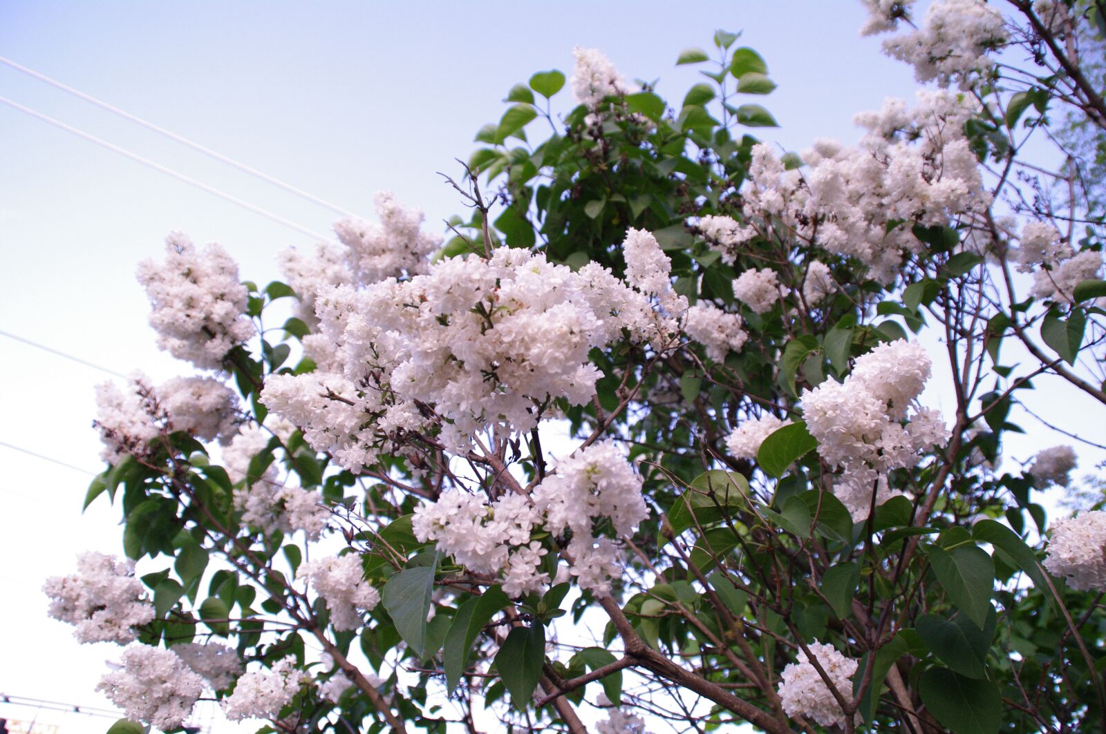 Pentax K-7 sample photo. Pink, tree, flowers photography
