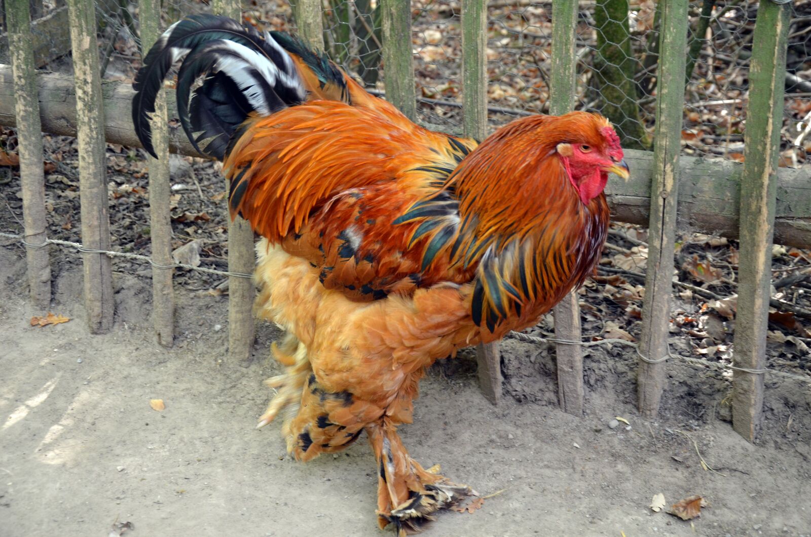 Nikon D5100 sample photo. Hahn, chicken, hen photography