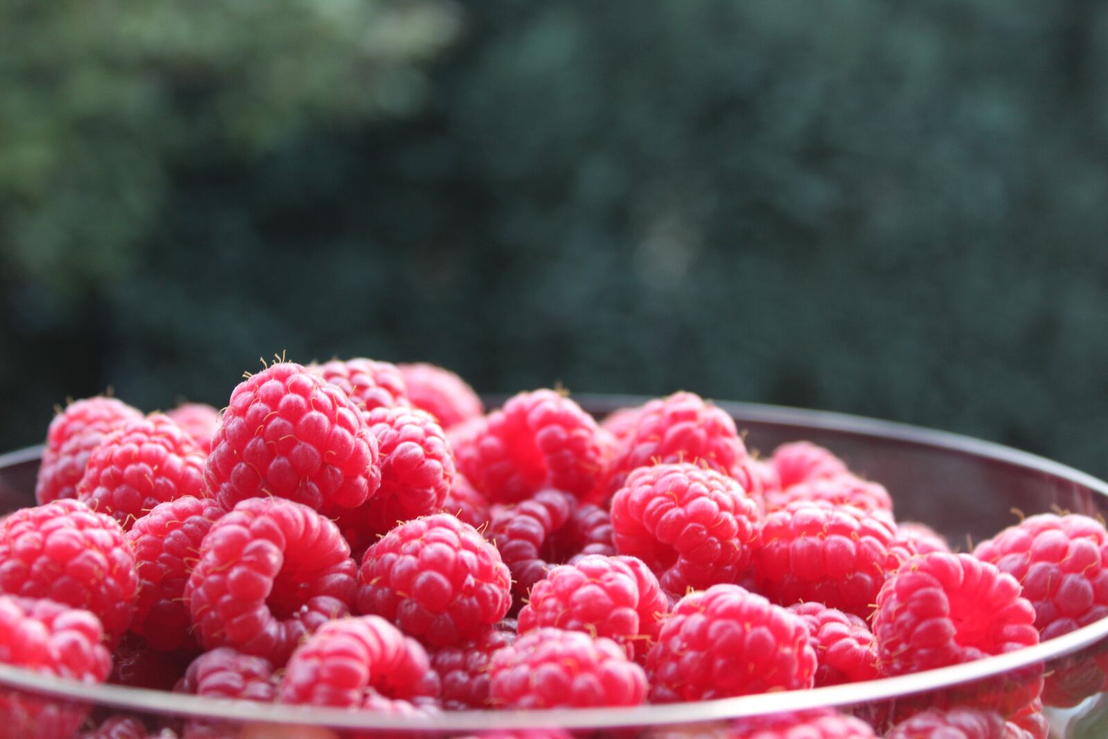Canon EOS 1300D (EOS Rebel T6 / EOS Kiss X80) sample photo. Raspberries, fruit, fruits photography