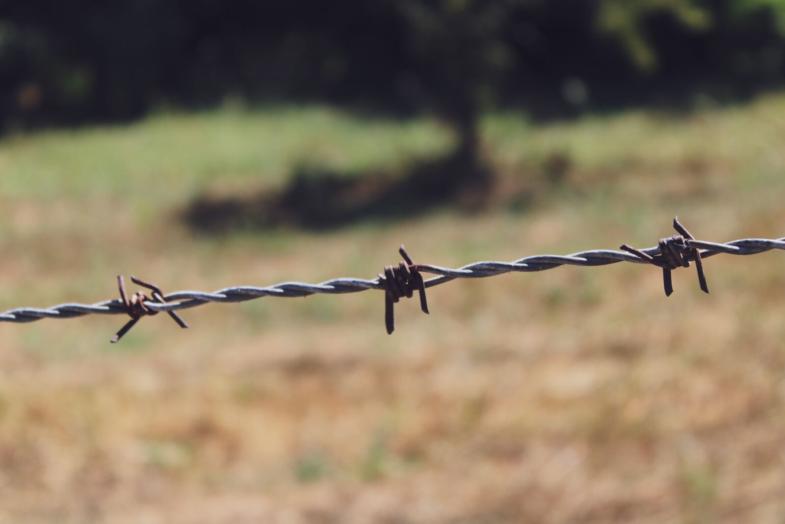 Canon EOS 2000D (EOS Rebel T7 / EOS Kiss X90 / EOS 1500D) sample photo. Barbed wire, barb, wire photography