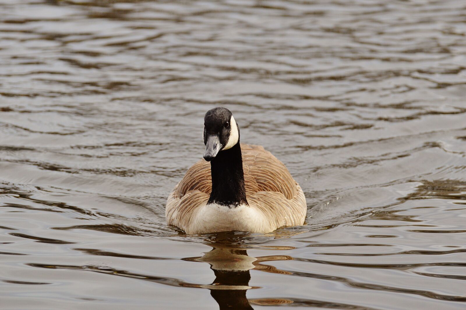Nikon D3200 sample photo. Goose, poultry, animal photography