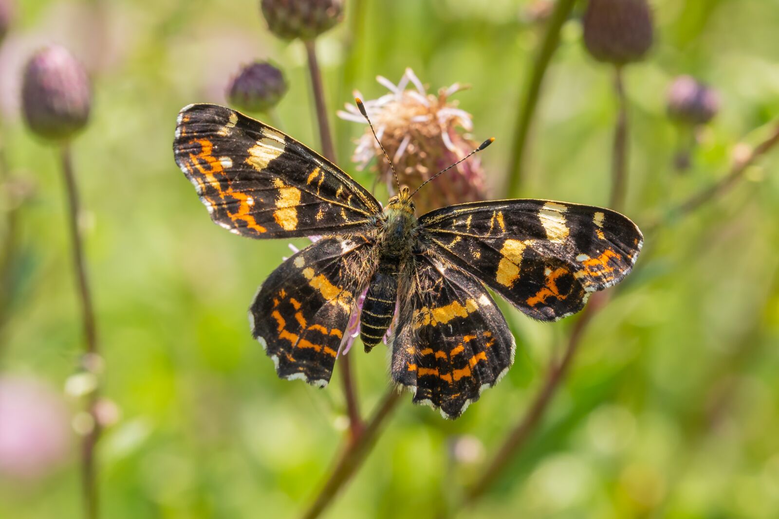 Canon EOS 7D Mark II sample photo. Butterfly, blossom, bloom photography