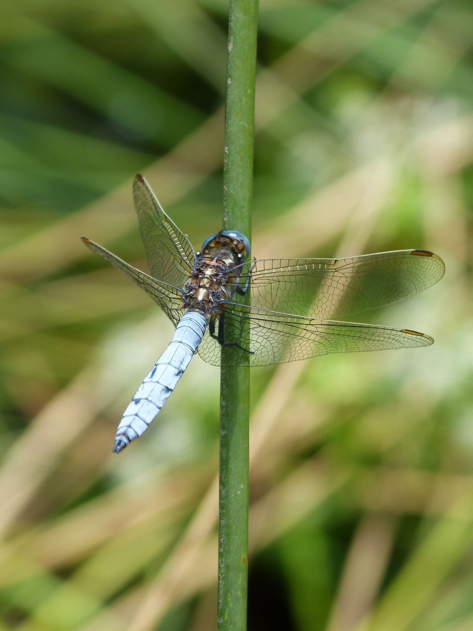 Panasonic DMC-FZ62 sample photo. Dragonfly, blue dragonfly, orthetrum photography
