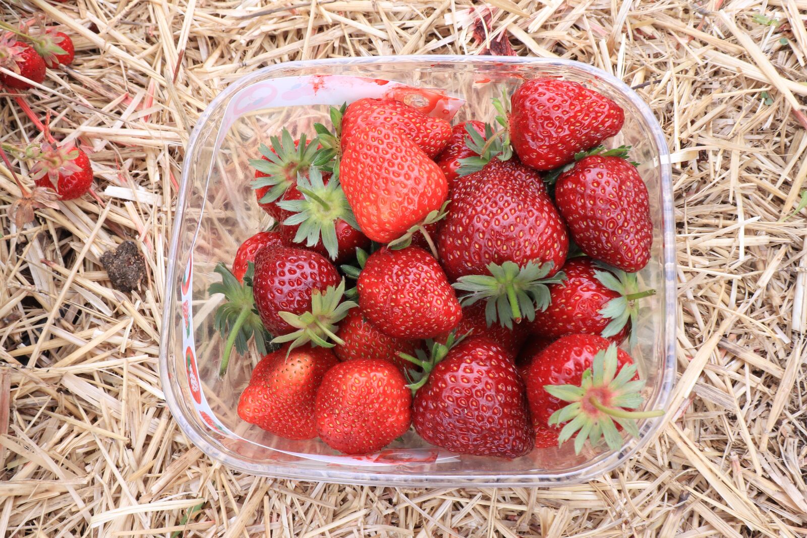 Canon EOS 800D (EOS Rebel T7i / EOS Kiss X9i) sample photo. Strawberry, fruits, food photography