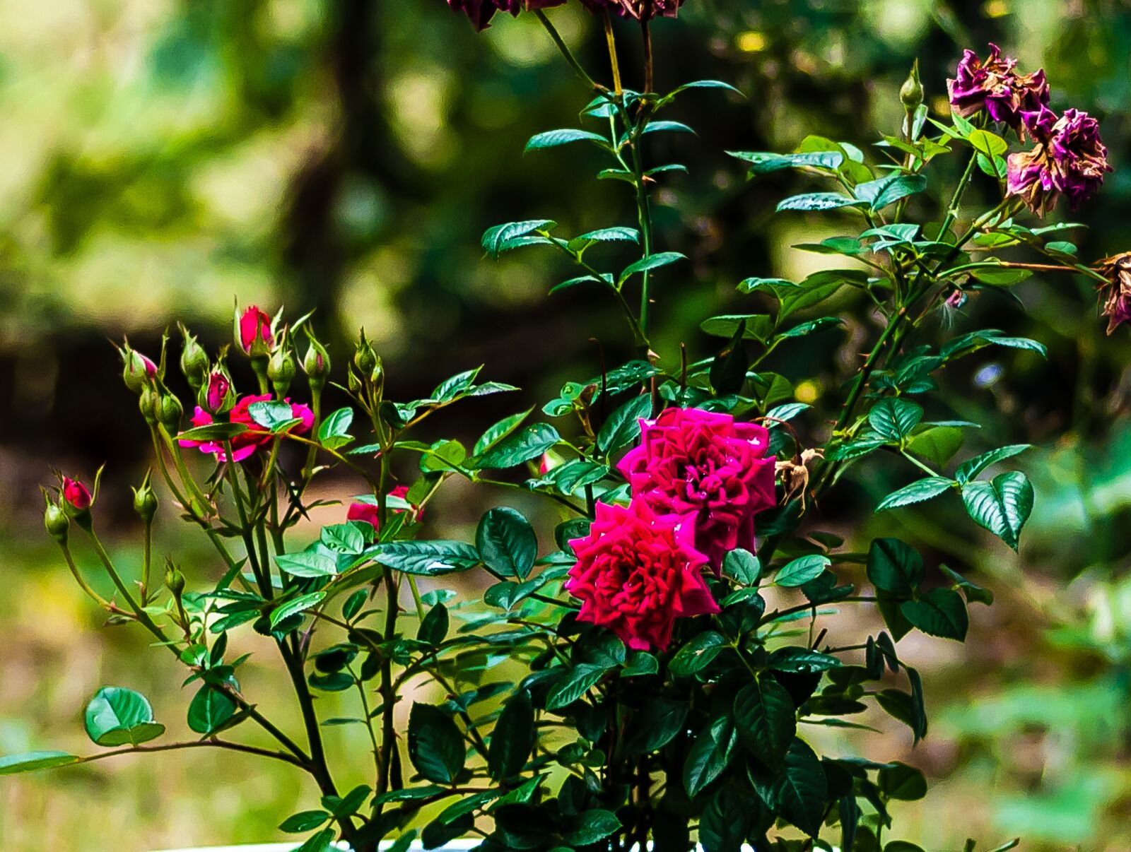 Nikon D5000 sample photo. Rose, blossom, bloom photography