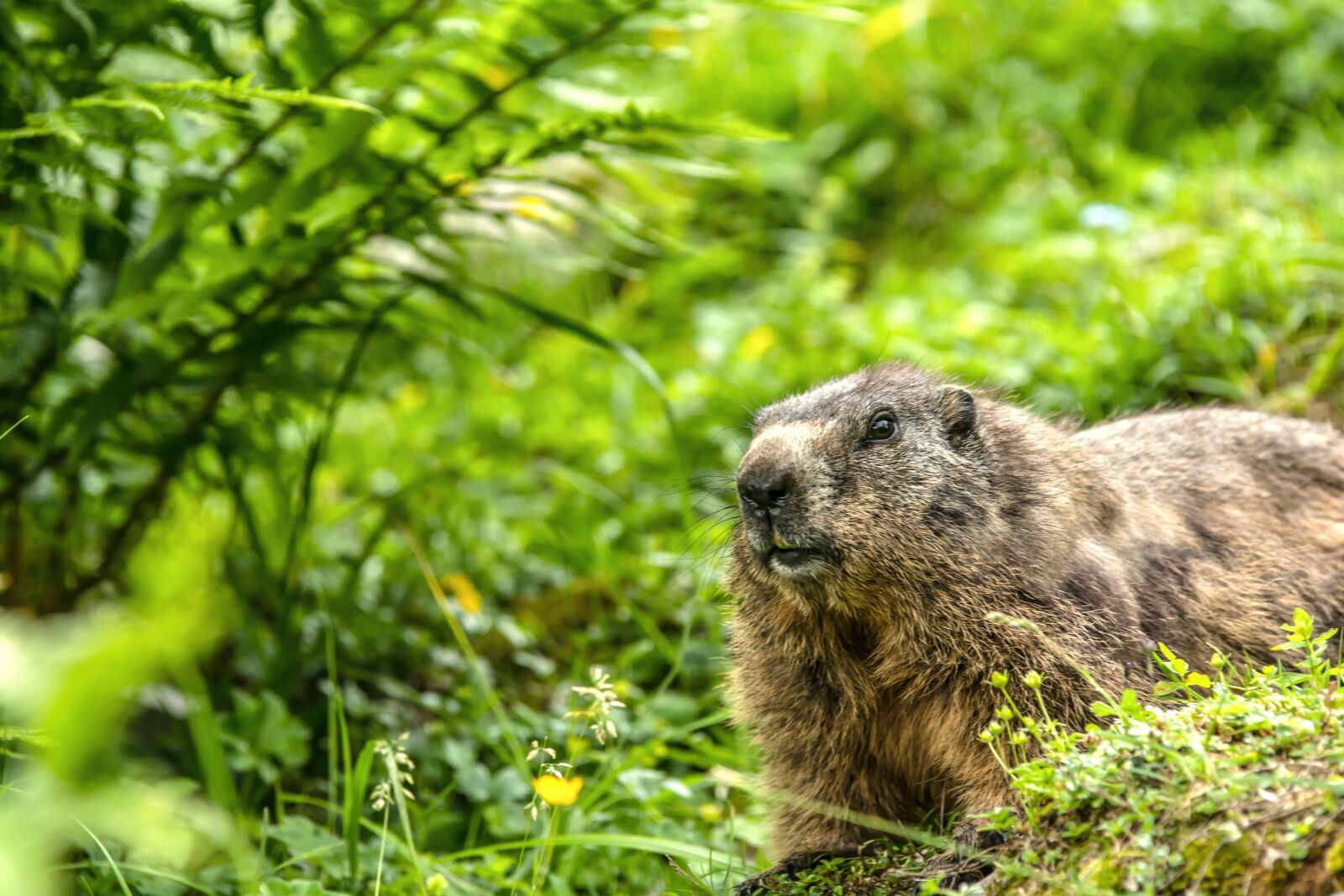 Nikon D7100 sample photo. Marmot, manggei, alm photography