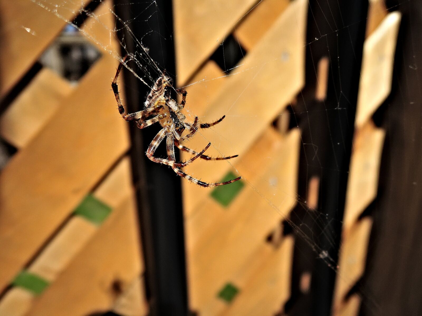 Nikon Coolpix P340 sample photo. Spider, spider web, cobweb photography