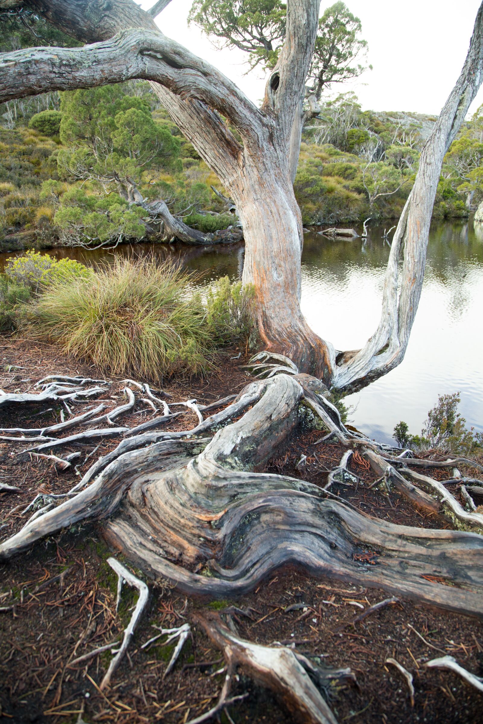 Canon EOS 6D + Canon EF 24-105mm F4L IS USM sample photo. Tree, trees, water photography