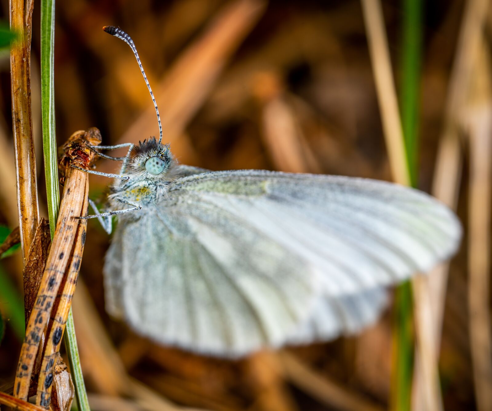 #124 65/2.8 sample photo. Macro, insect, butterfly photography