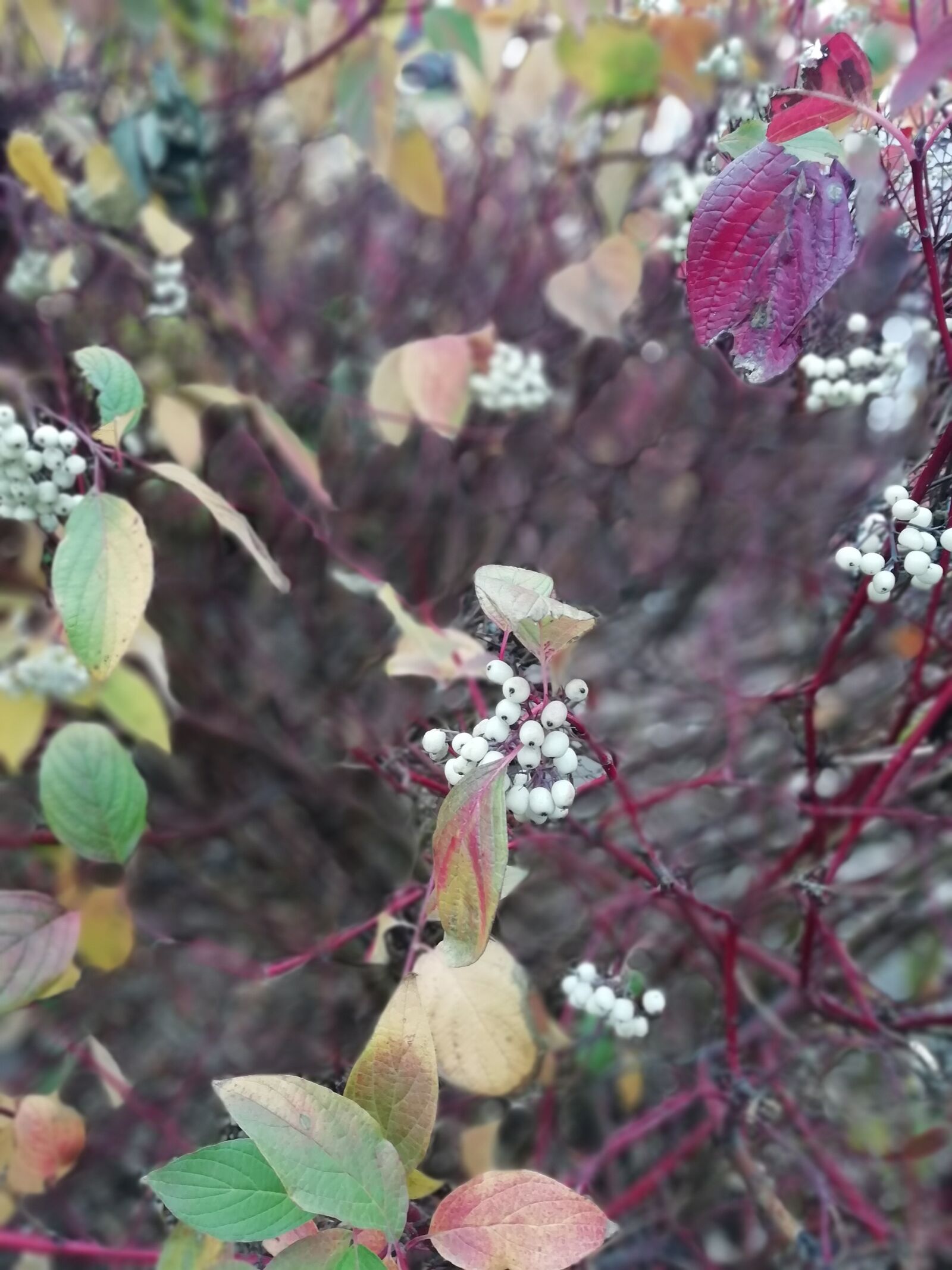 HUAWEI Honor 9 Lite sample photo. Autumn, leaves, bush photography