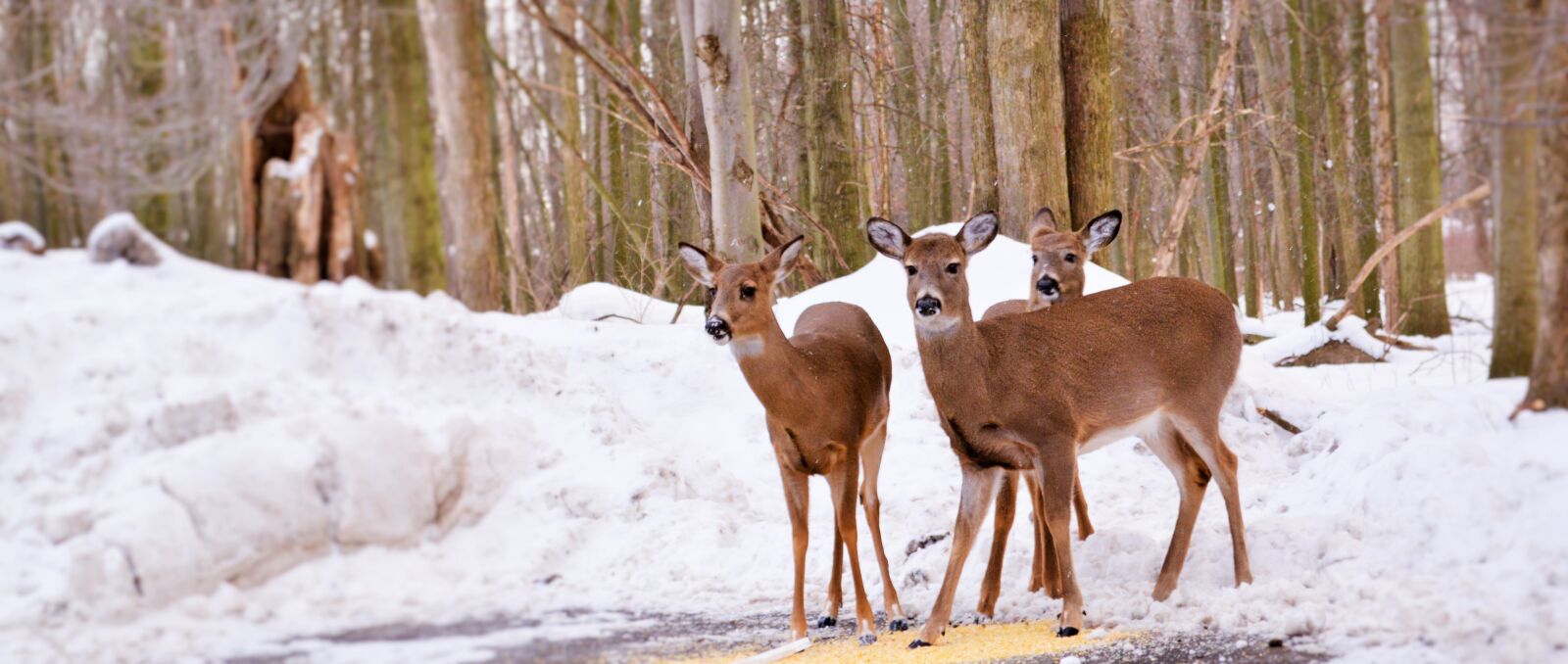 Nikon D3200 sample photo. Deer, three, mammal photography