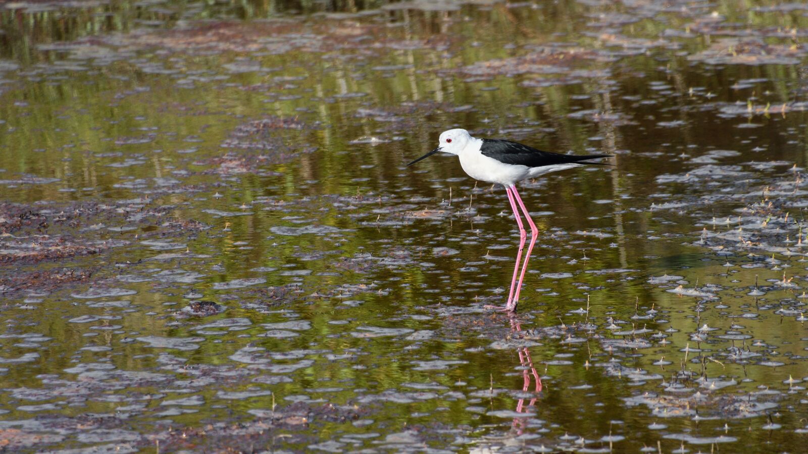 Nikon D500 sample photo. Black-winged stilt, wader, bird photography