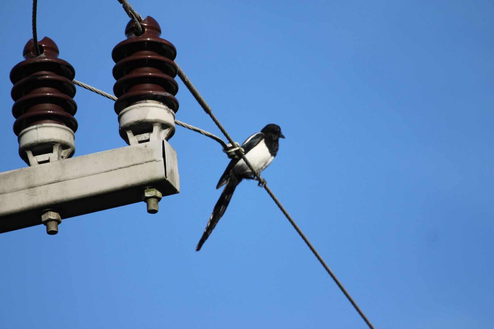 Canon EOS 500D (EOS Rebel T1i / EOS Kiss X3) sample photo. Bird, current, line photography