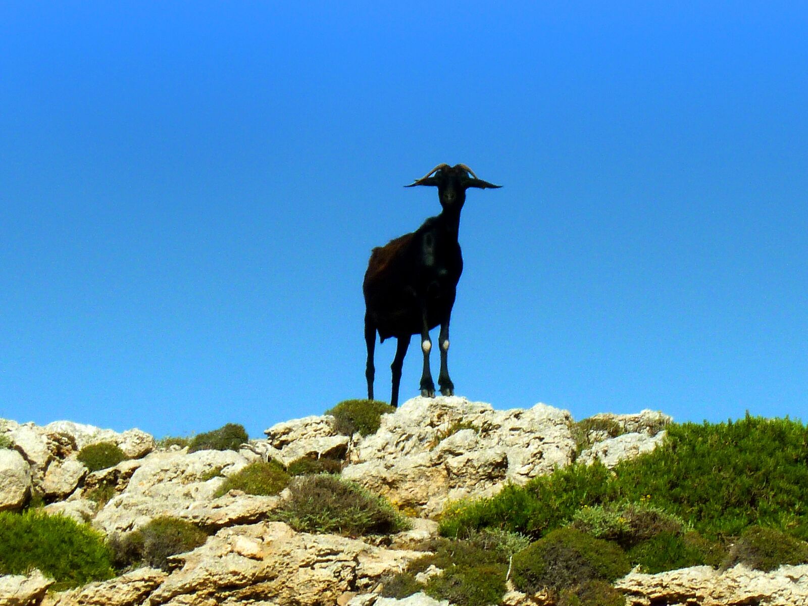 Panasonic DMC-FS37 sample photo. Goat, billy goat, horns photography