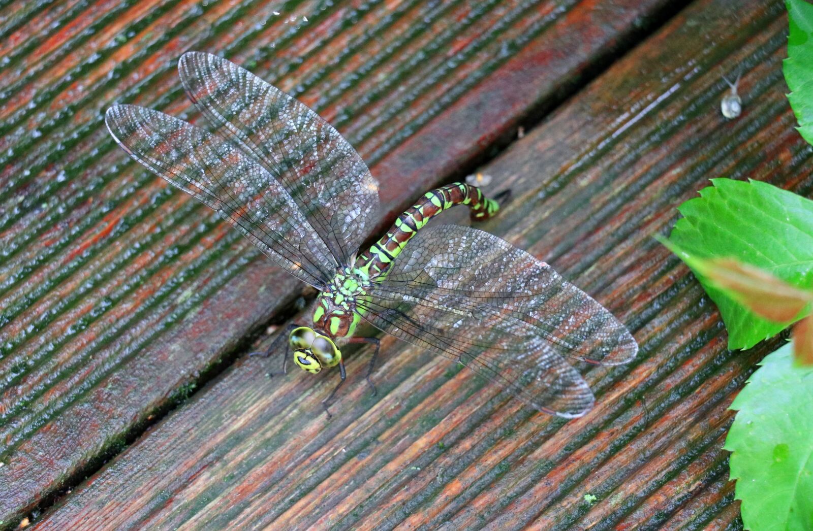 Canon EOS 80D sample photo. Dragonfly, animal, insect photography