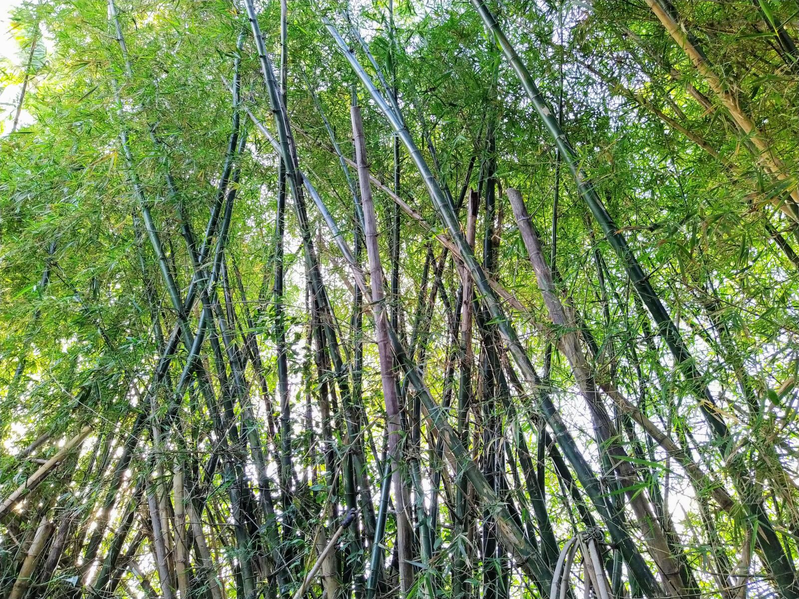 HMD Global Nokia 7.2 sample photo. Of bamboo, bamboo tree photography