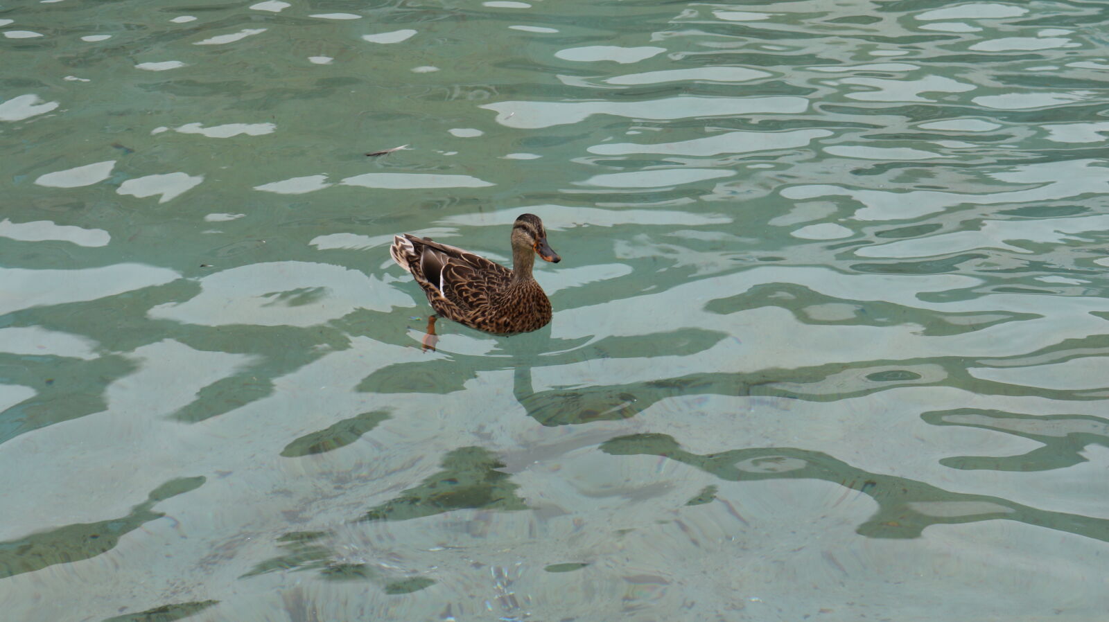 Canon EOS 750D (EOS Rebel T6i / EOS Kiss X8i) sample photo. Duck photography