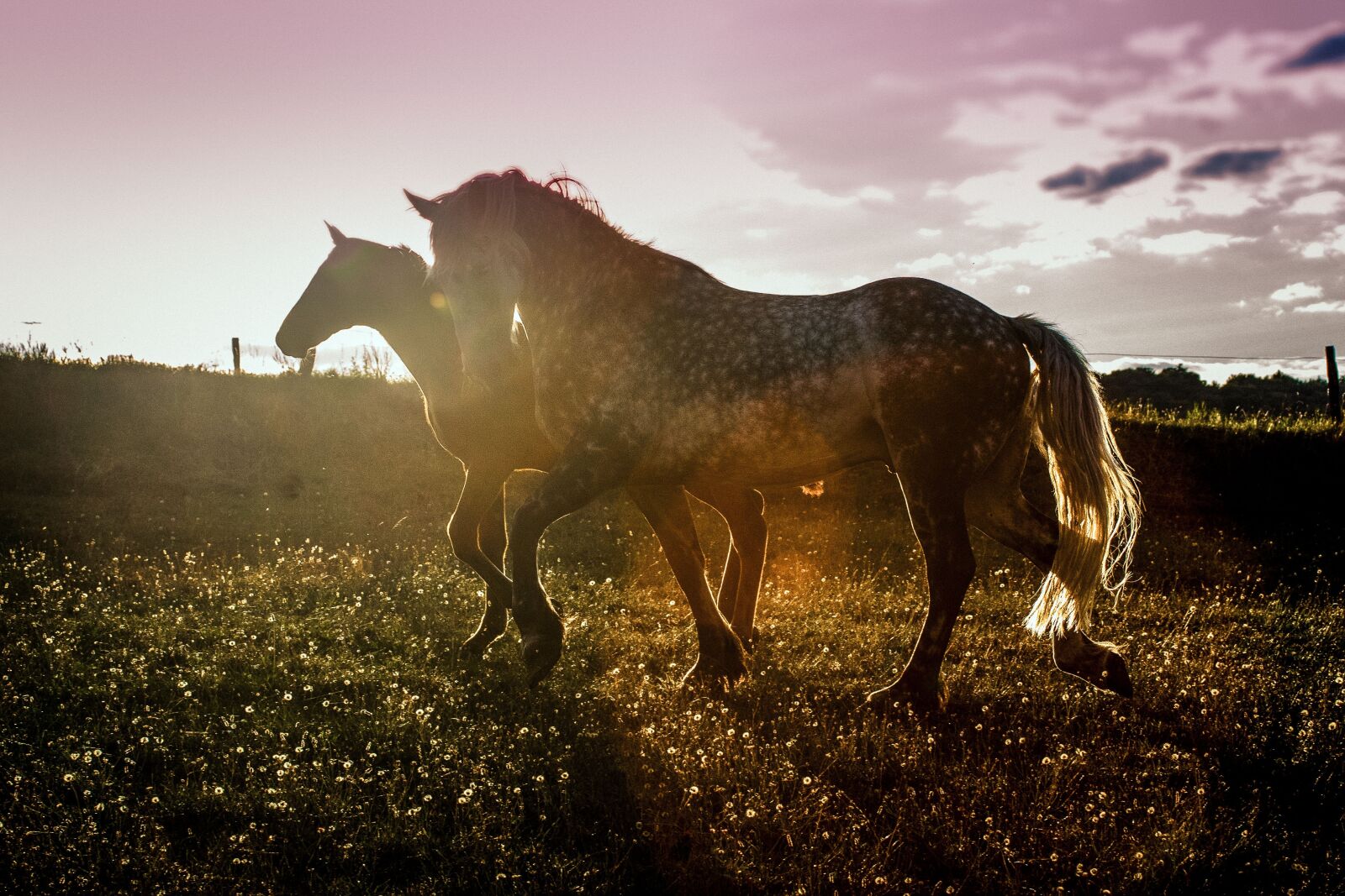Sony a7 II sample photo. Sunset, horses, agility photography